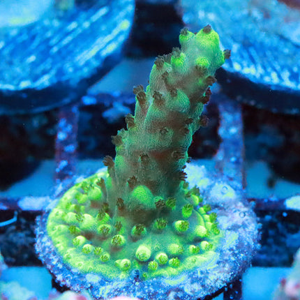 Tri-Color Validia