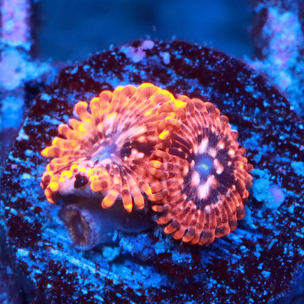 Utter Chaos Zoa