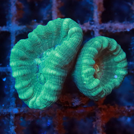 Teal Candy Cane
