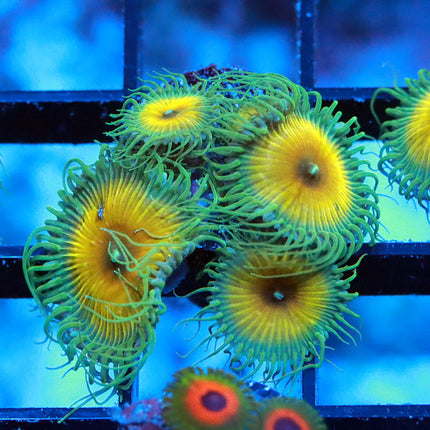 JF Captain Jerk Zoa