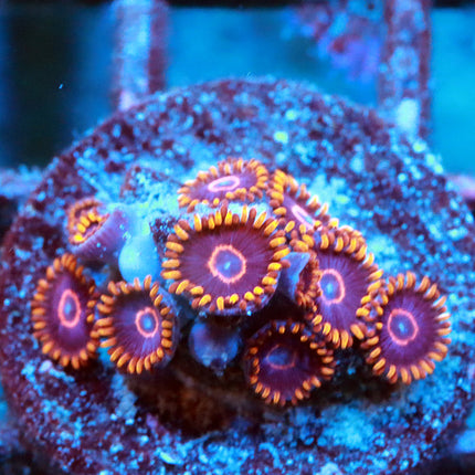 Red Hornets Zoa