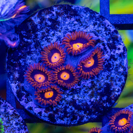 My Clementine Zoa