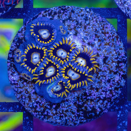 Blackhole Sun Zoa