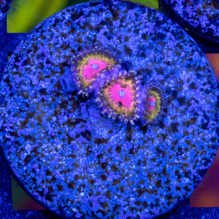 WWC Pink Krack Zoa