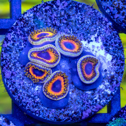 Jungle Juice Zoa