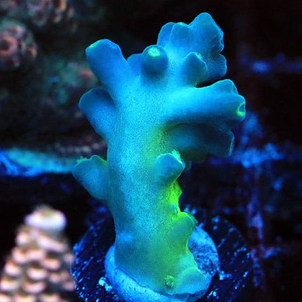 ReefGen Blueberry Fantasy