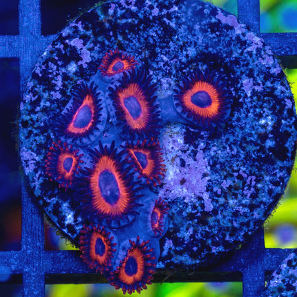 Kedd's Red Zoa