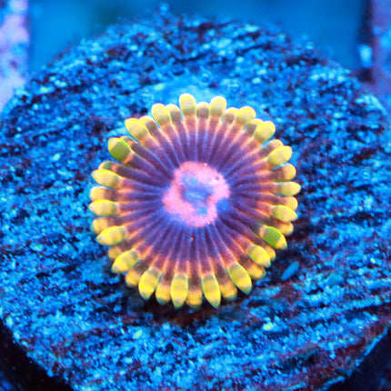 CC MindTrick Zoa