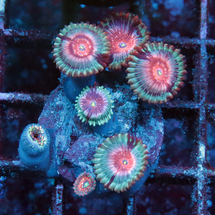 Seduction Zoa