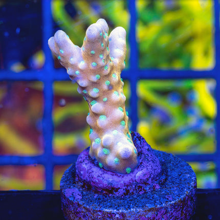 RRC Tropicana Anacropora