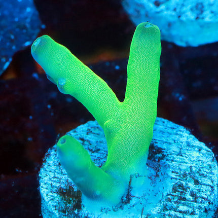 Peng's Cherry Granulosa