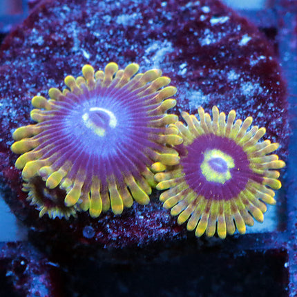 Rainbow Yoda Zoa