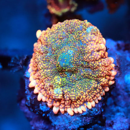 POTO Wowie Wow Mushroom