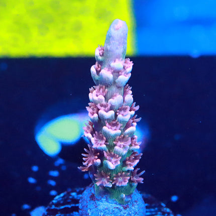 RR Rainbow Blossom