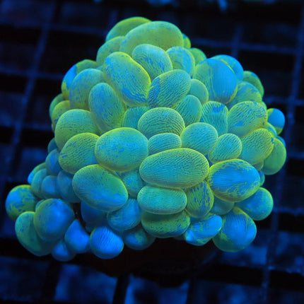 Splatter Bubble Coral