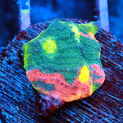 CB Rainbow Crush Chalice