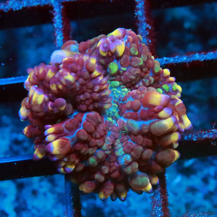 Juggernaut Bounce Mushroom