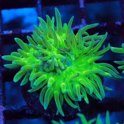 Neon Duncan Coral