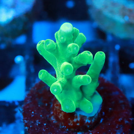 ORA Hawkin's Echinata