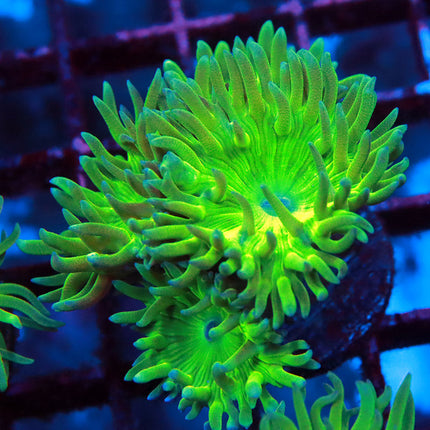 Neon Duncan Coral