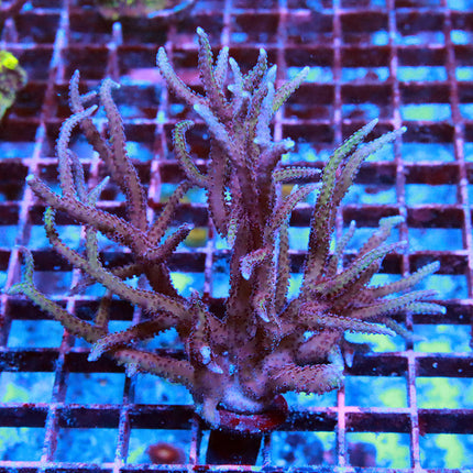 Pink Birdsnest XL