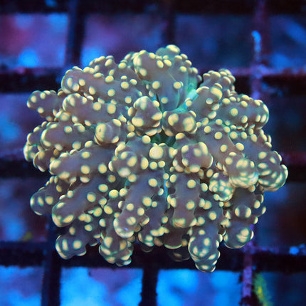 POTO Golden Octospawn
