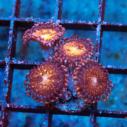 Pandora Zoa