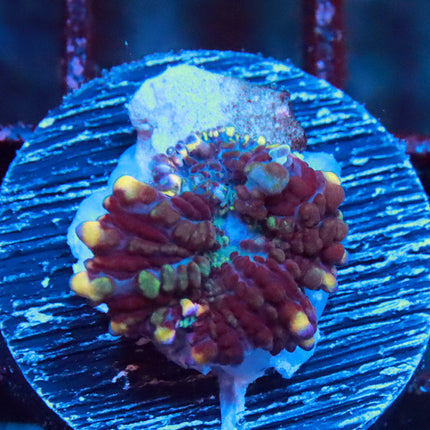 Juggernaut Bounce mushroom