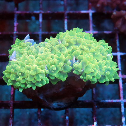 Neon Pearl Bubble Coral