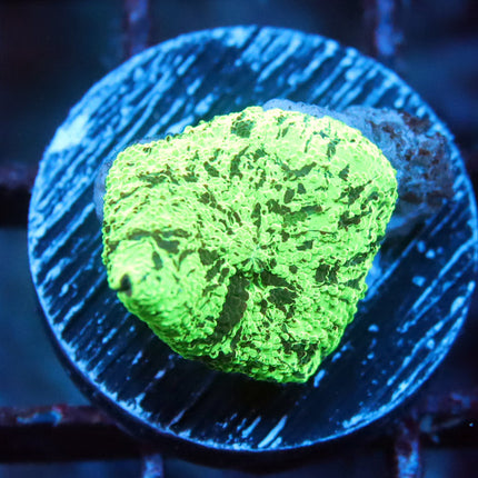 Kryptonite Mushroom