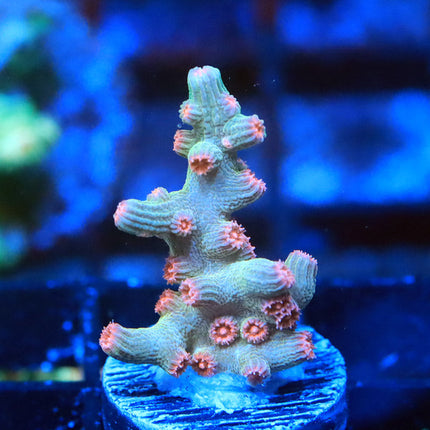 Grinch Branching Cyphastrea