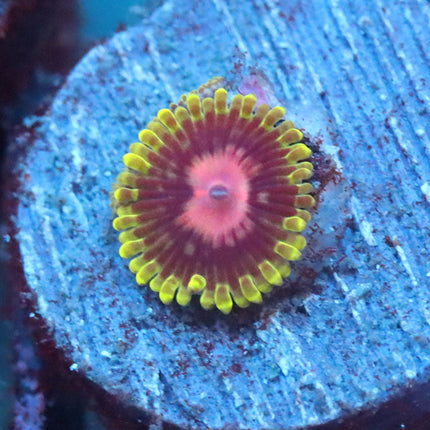 CC Scarlet Fever Zoa