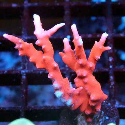Jason Fox TNT Anacropora