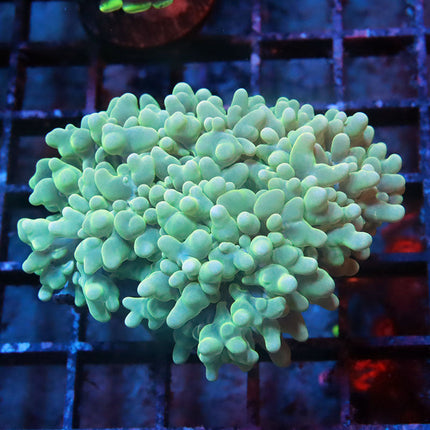 Branching Pearl Bubble Coral