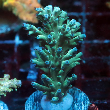 Ice Fire Echinata