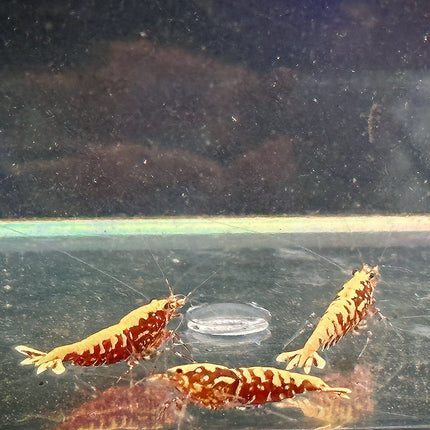 Red Galaxy Fishbone Pinto Trio Freshwater Shrimp (Stock Photo)