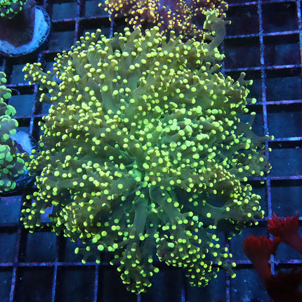 Ultra Octospawn