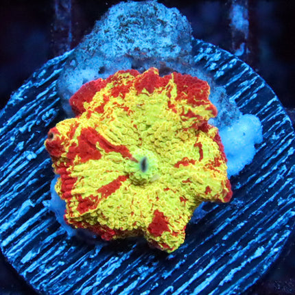 Ultra Eclectus Mushroom