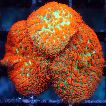 POTO Brooklyn Sunset Mushroom (Trio)