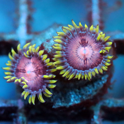 Grape Nebula Zoa