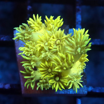 POTO Sponge Bob Goni
