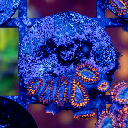 Fruitloop Zoa