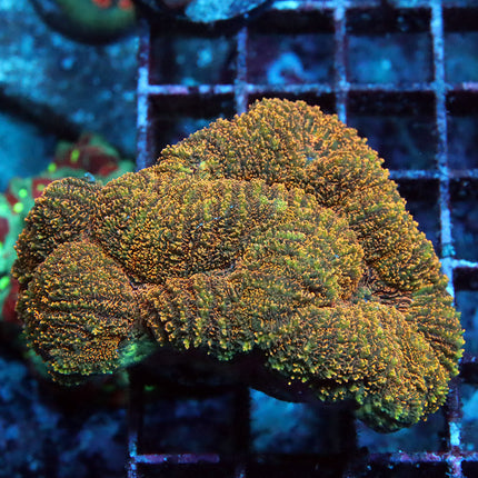 Ultra Tiger Symphyllia coral