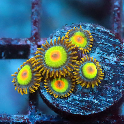 Rasta Zoa
