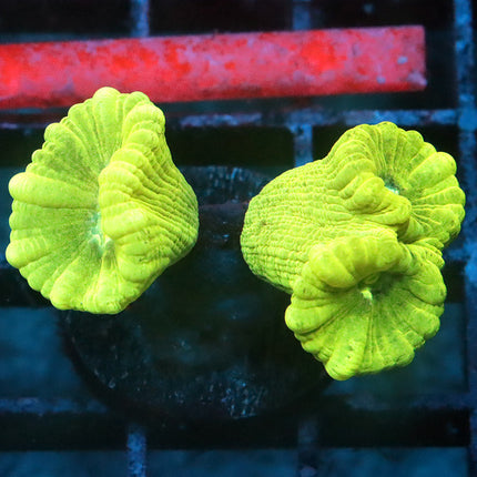 Kryptonite Candy Cane