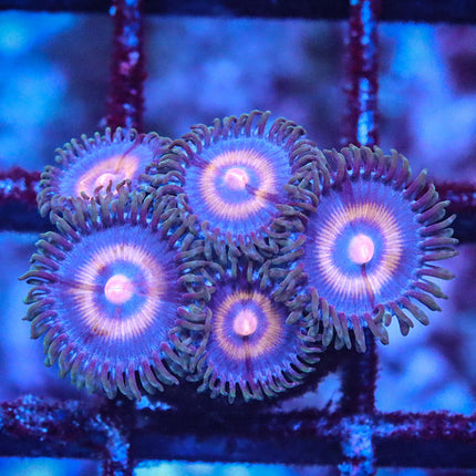 JF Punch Drunk Zoa