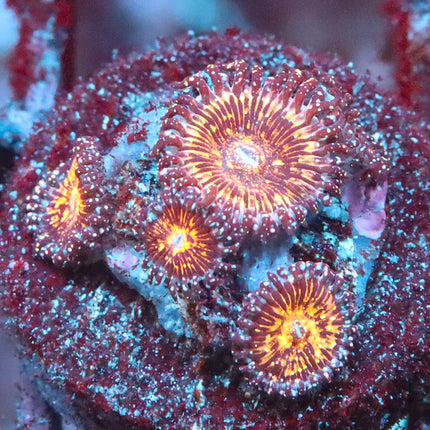 JF Acid Trip Zoa