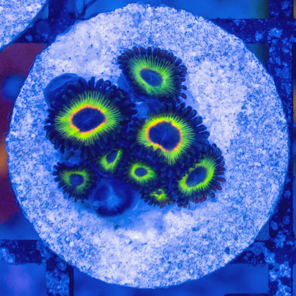 WWC Bob Marley Zoa