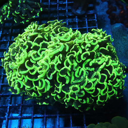 XL Neon Wall Hammer
