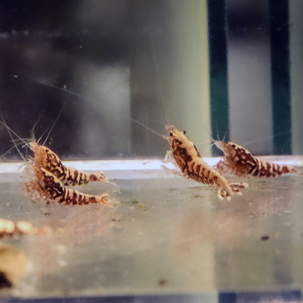 Red Galaxy Fishbone Pinto Juviniles Freshwater x6 (Stock Photo)